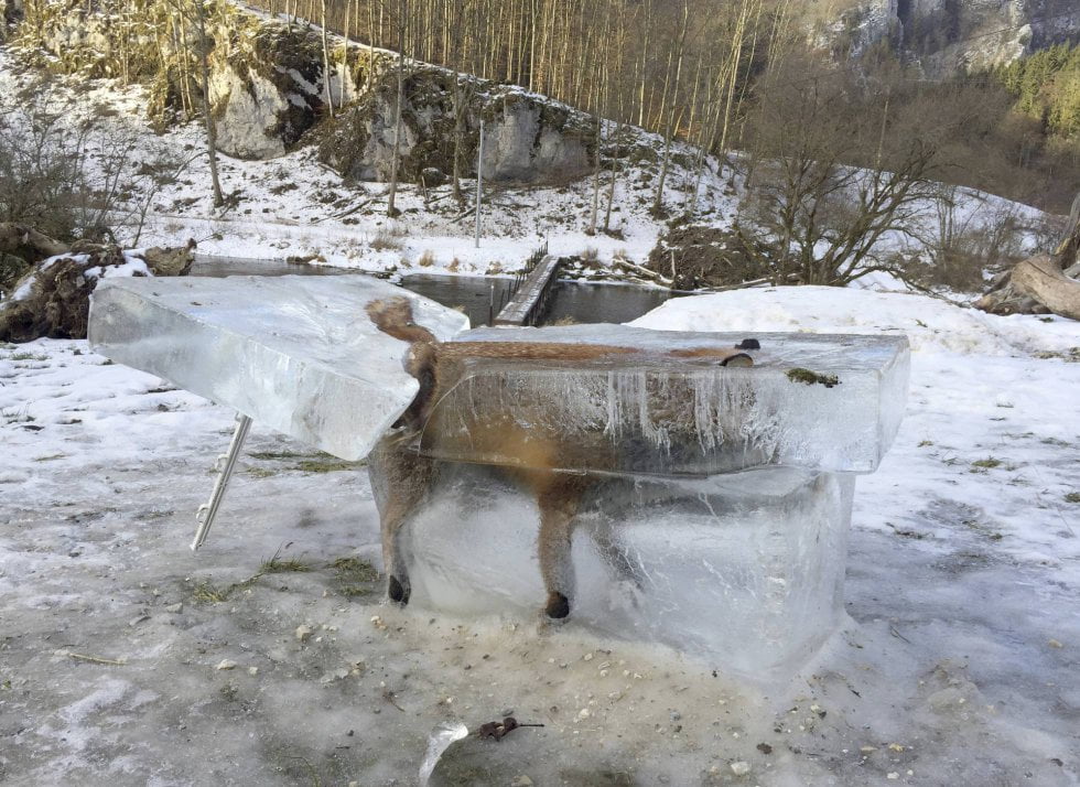 Un zorro congelado en un cubo de hielo